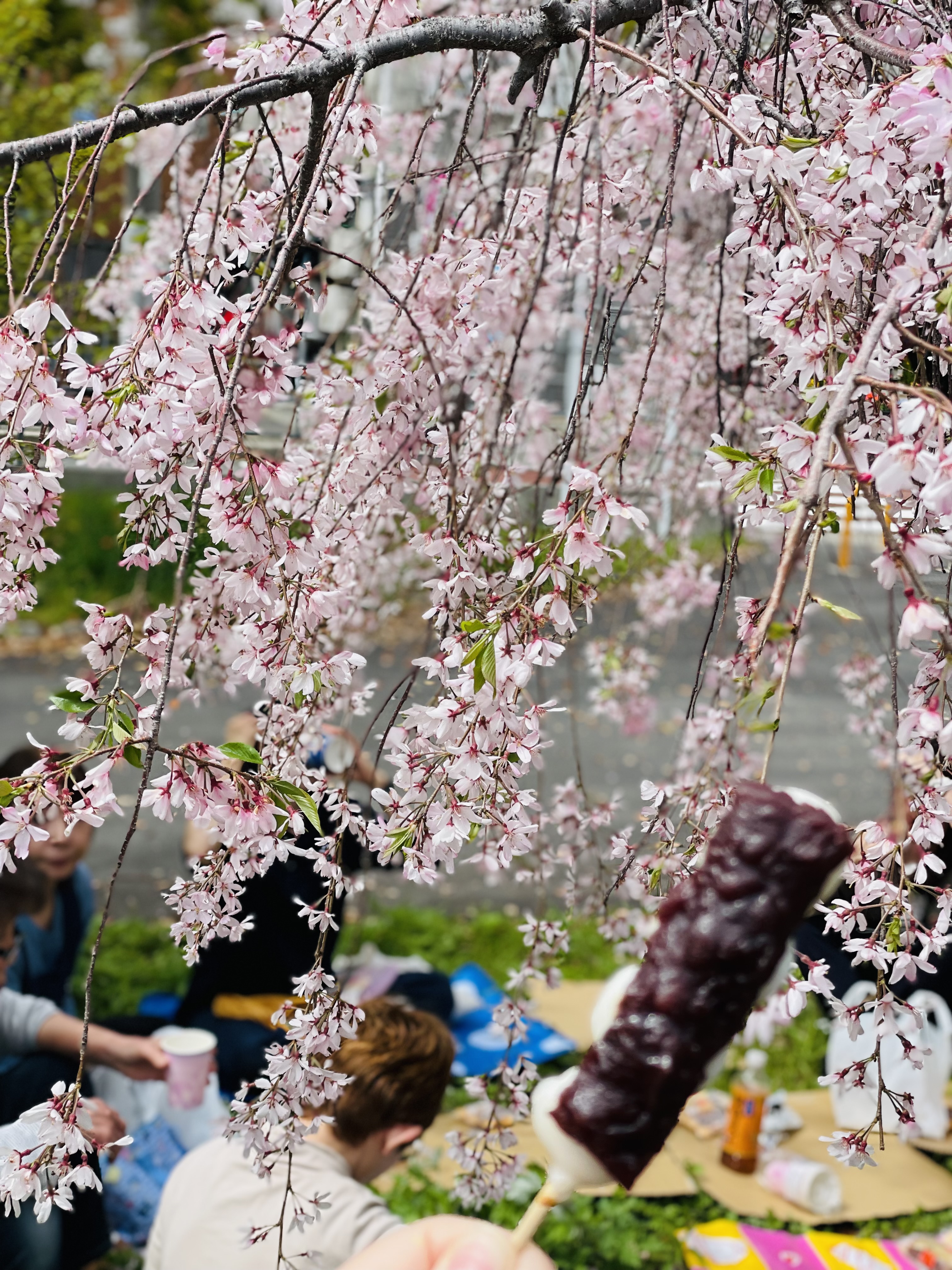 2026年お花見女子会